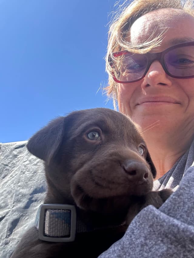 Labrador Retriever Puppies 1 media 2