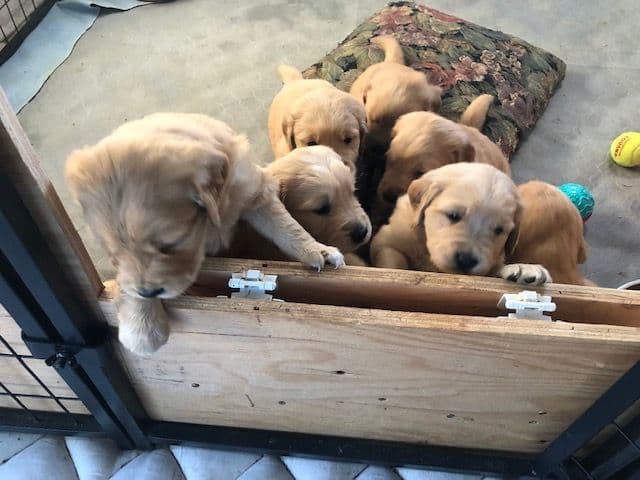 Golden Retriever Puppies breeder image 2
