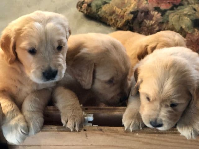 Golden Retriever Puppies breeder image 3