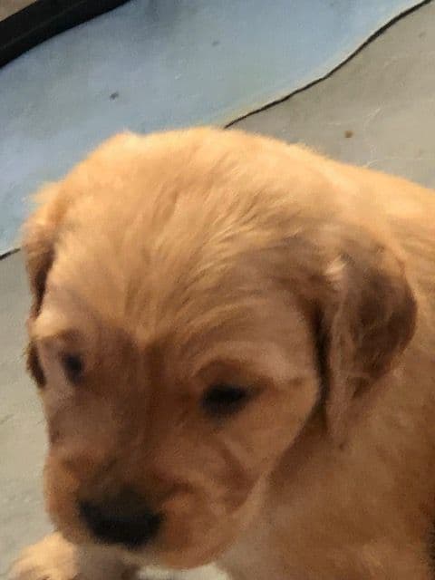 Golden Retriever Puppies breeder image 4