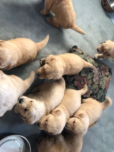 Golden Retriever Puppies breeder image 5