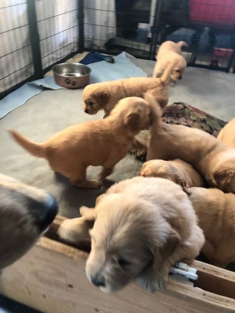 Golden Retriever Puppies breeder image 6