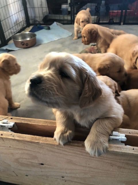 Golden Retriever Puppies breeder image 7