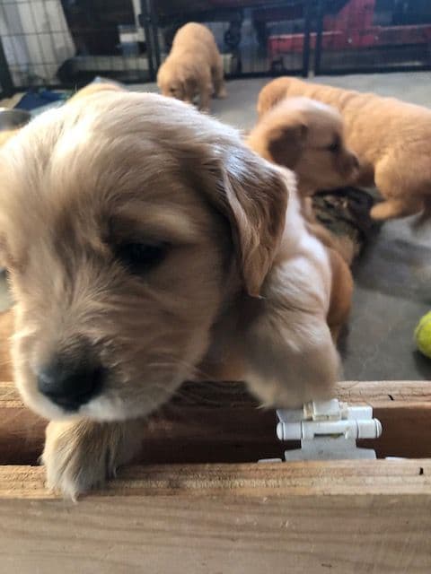 Golden Retriever Puppies breeder image 8