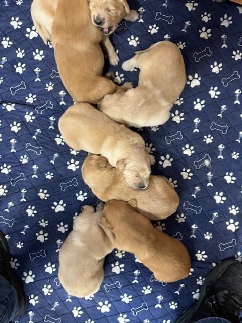 Golden Retriever Puppies media 2