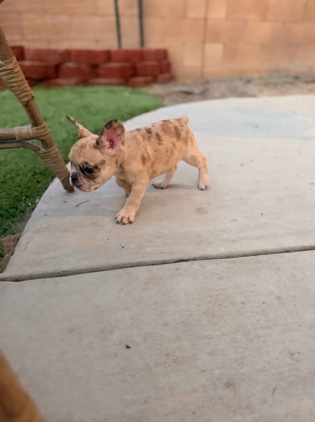French Bulldog Puppies media 6
