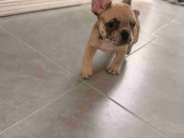 French Bulldog Puppies media 8