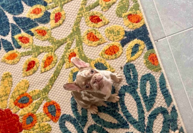 French Bulldog Puppies media 3