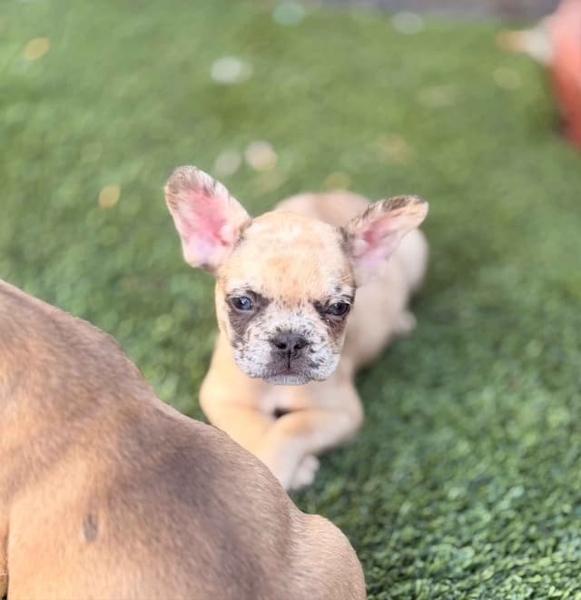 French Bulldog Puppies media 5