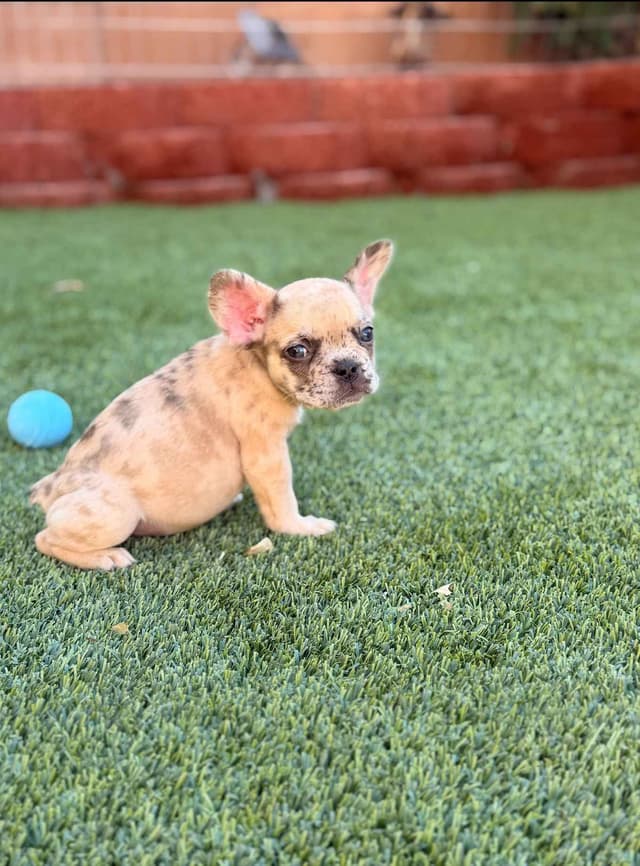 French Bulldog Puppies media 9