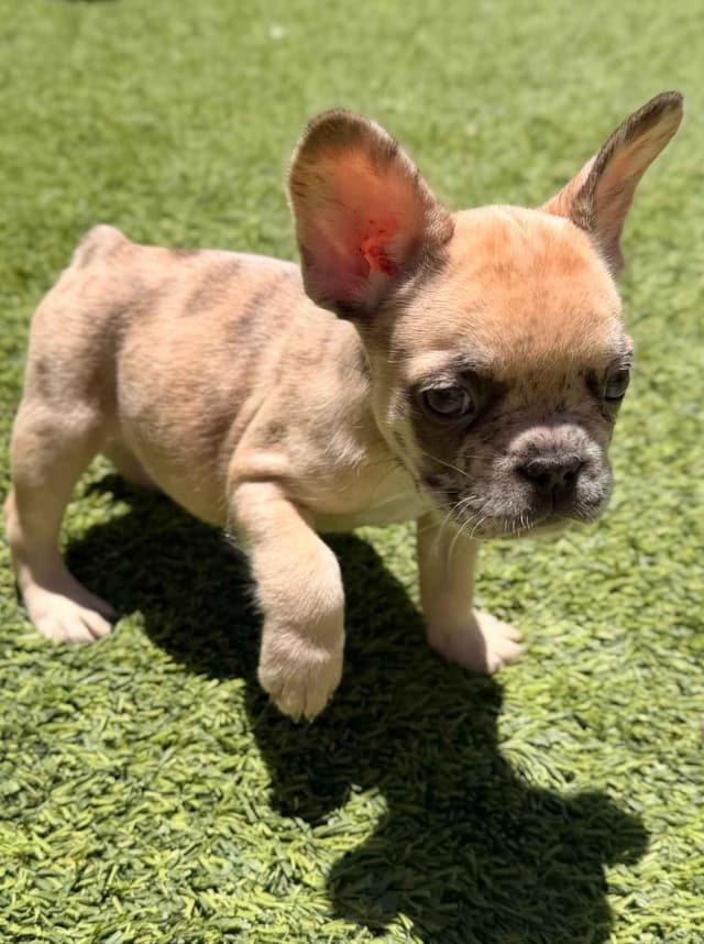 French Bulldog Puppies media 7