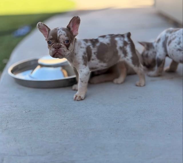 French Bulldog Puppies media 2