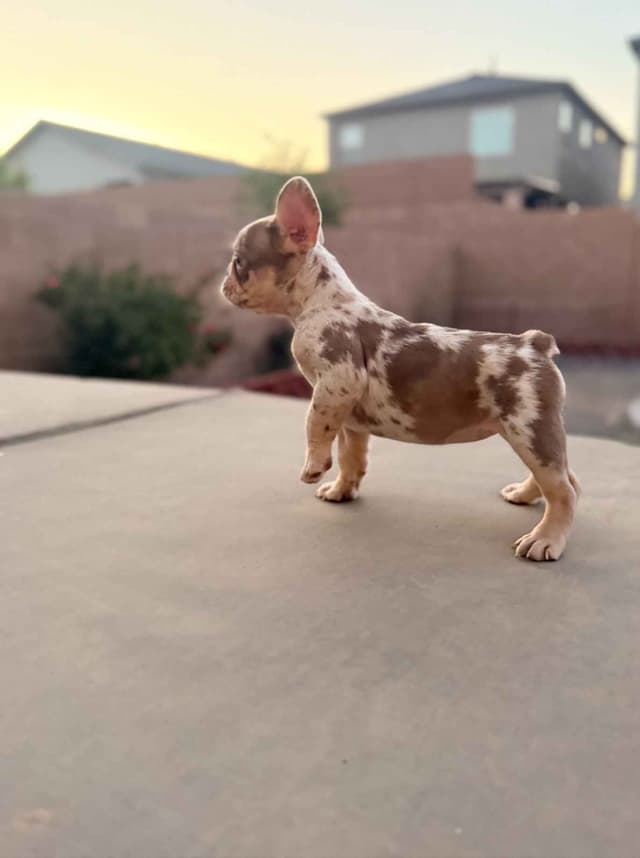 French Bulldog Puppies media 4