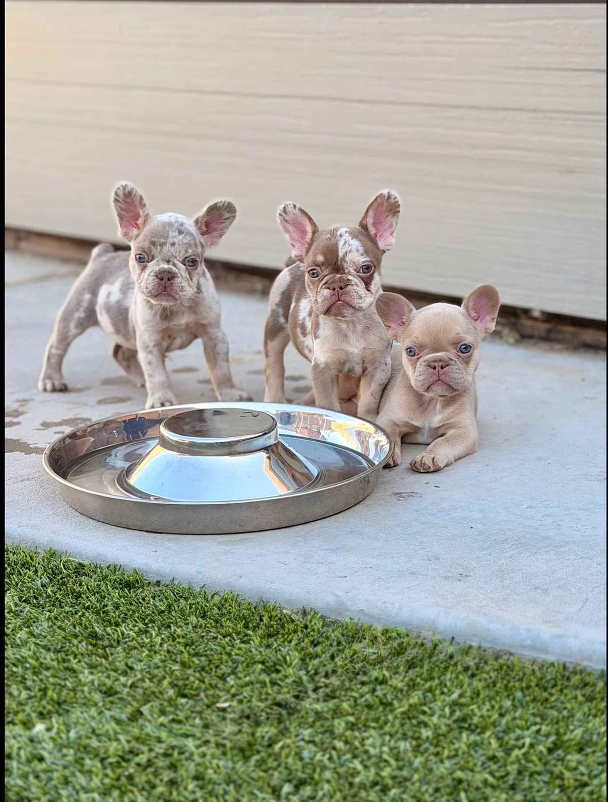 French Bulldog Puppies breeder image 1
