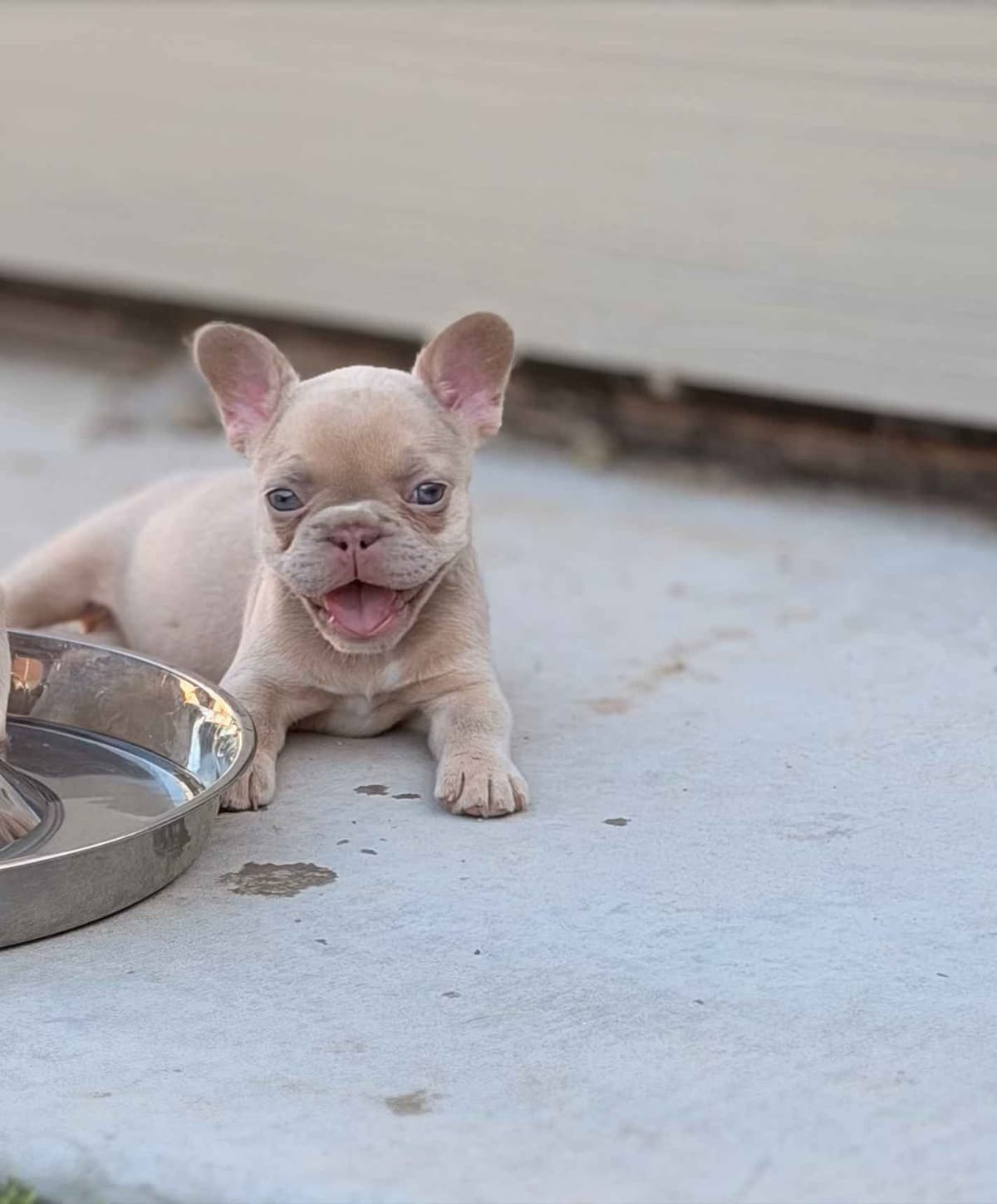 French Bulldog Puppies breeder image 2