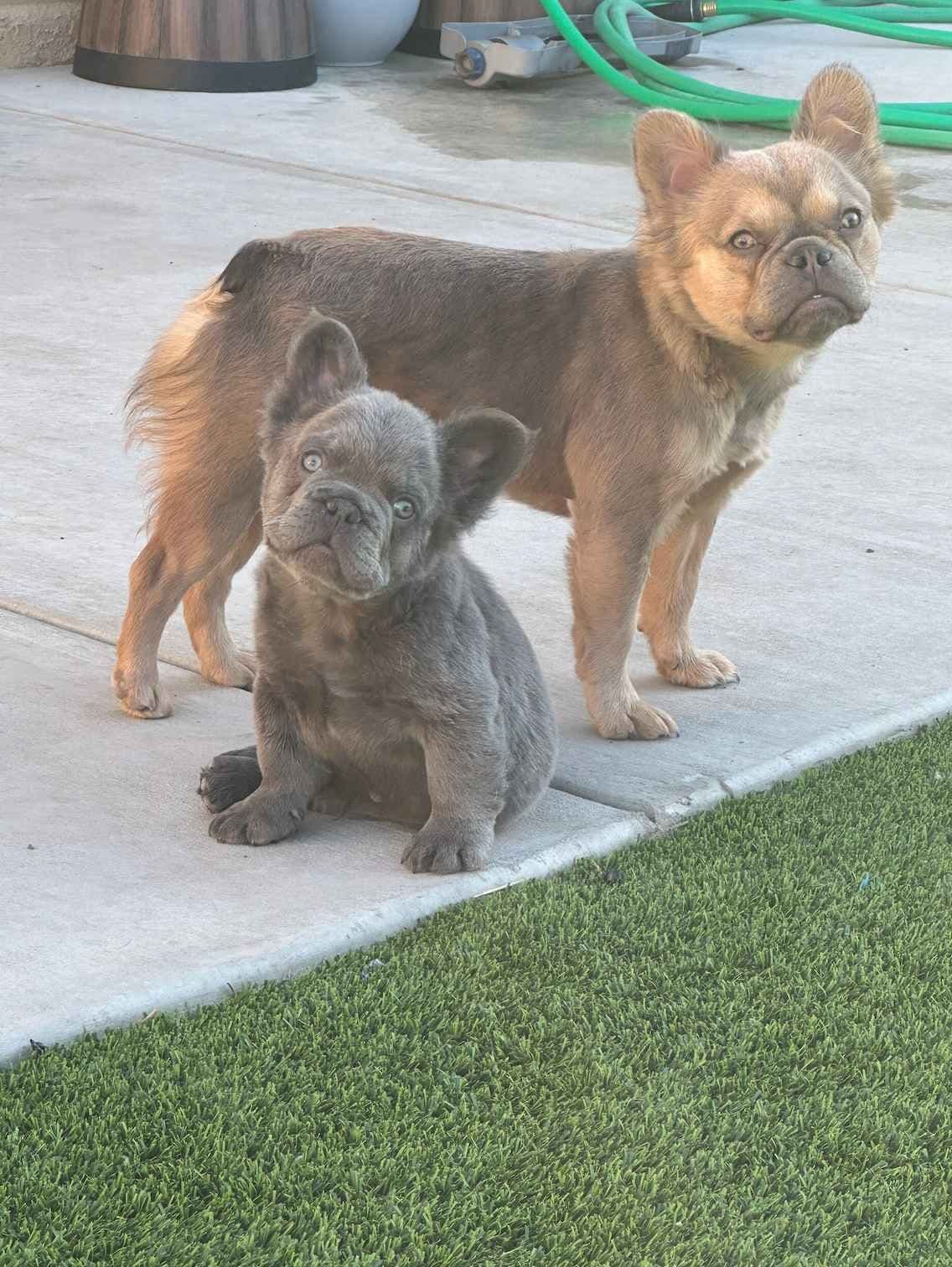 French Bulldog Puppies breeder image 3