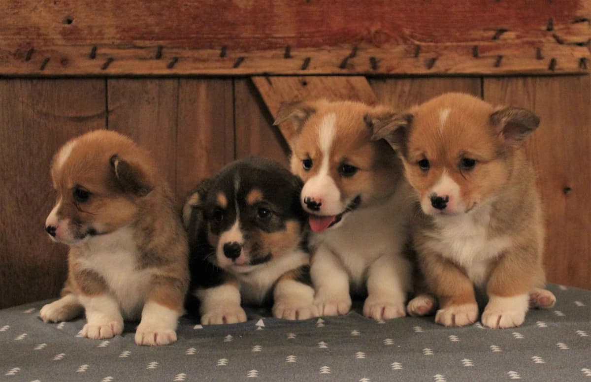 Pembroke Welsh Corgi Puppies breeder image 1