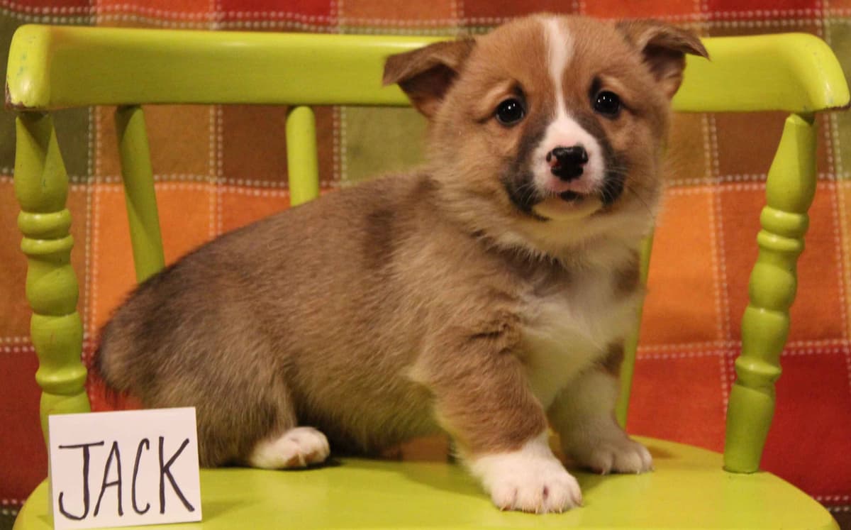 Pembroke Welsh Corgi Puppies breeder image 2