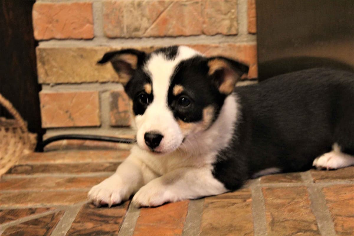 Pembroke Welsh Corgi Puppies breeder image 3