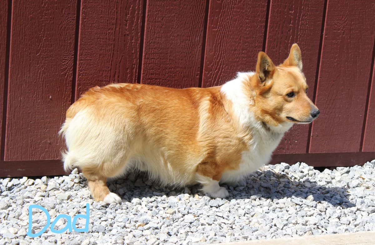 Pembroke Welsh Corgi Puppies breeder image 4