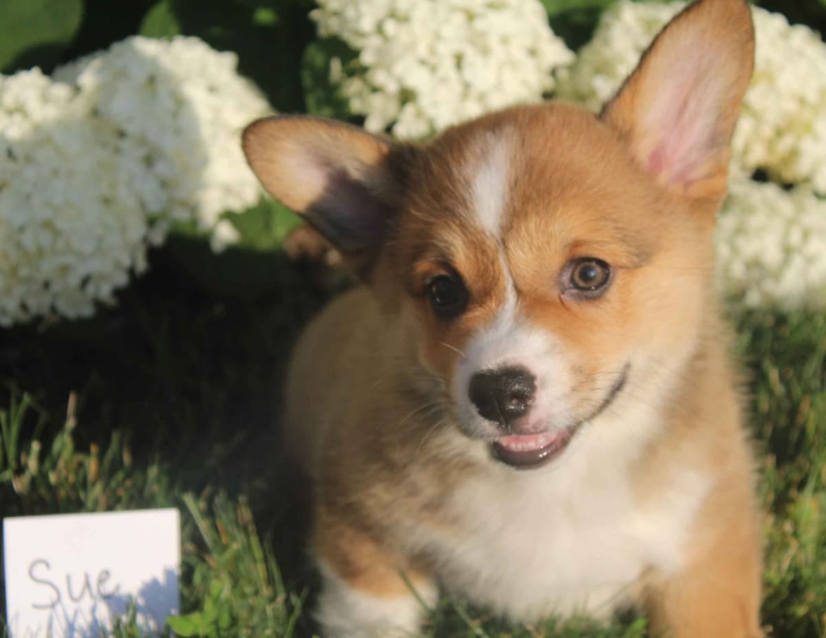Pembroke Welsh Corgi Puppies breeder image 5
