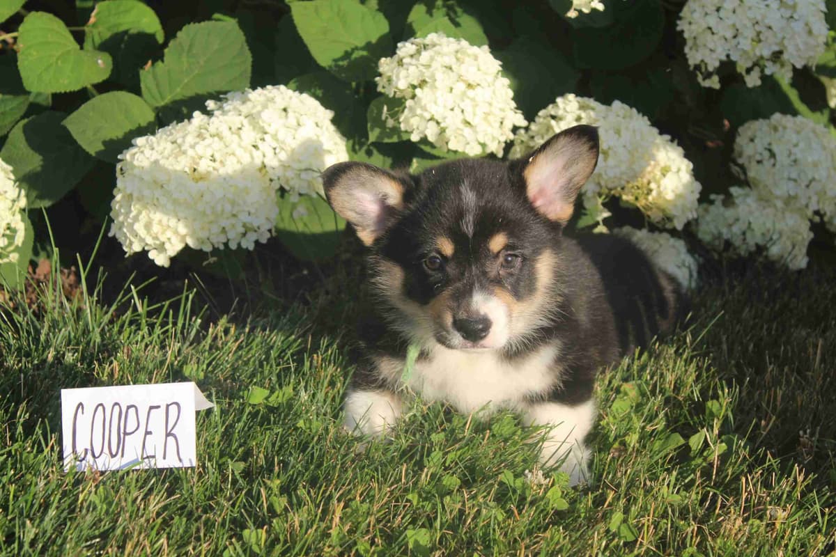Pembroke Welsh Corgi Puppies breeder image 6