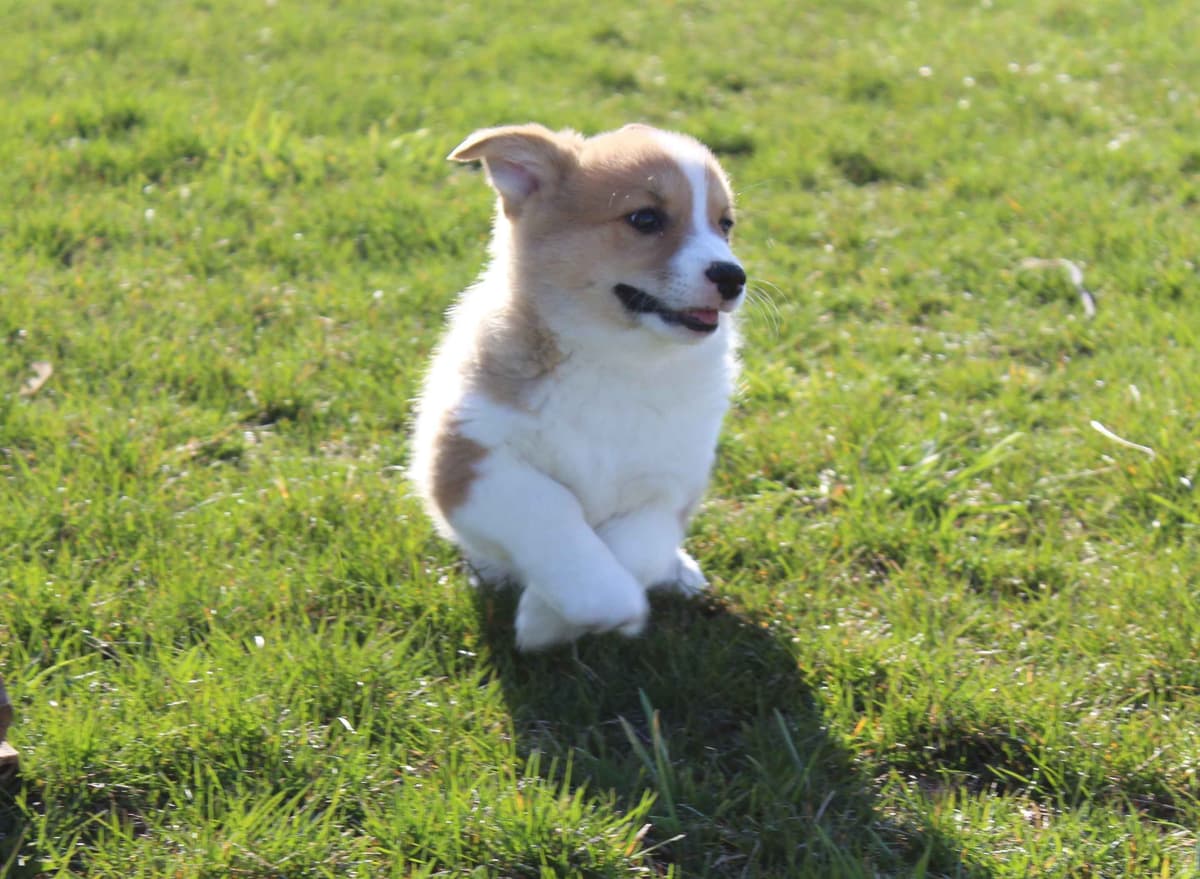 Pembroke Welsh Corgi Puppies breeder image 8