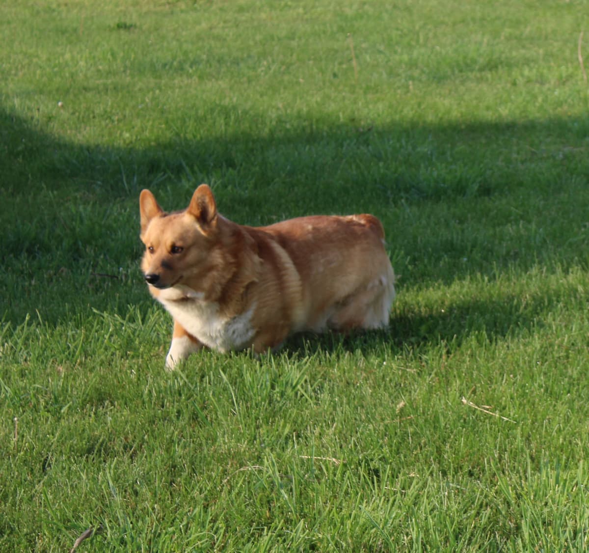 Pembroke Welsh Corgi Puppies breeder image 10