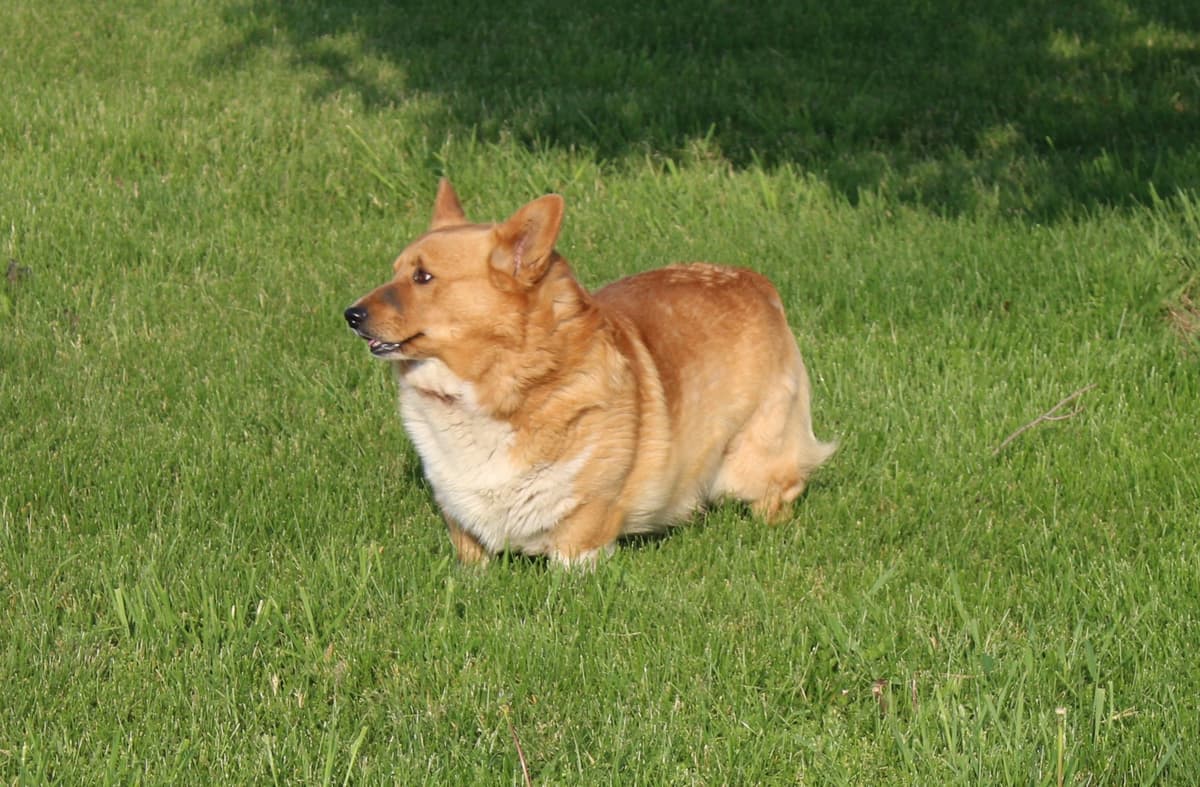 Pembroke Welsh Corgi Puppies breeder image 11
