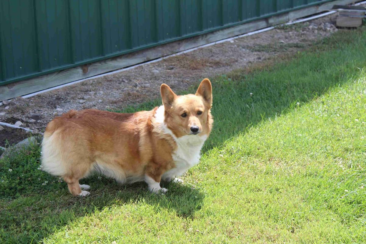 Pembroke Welsh Corgi Puppies breeder image 12
