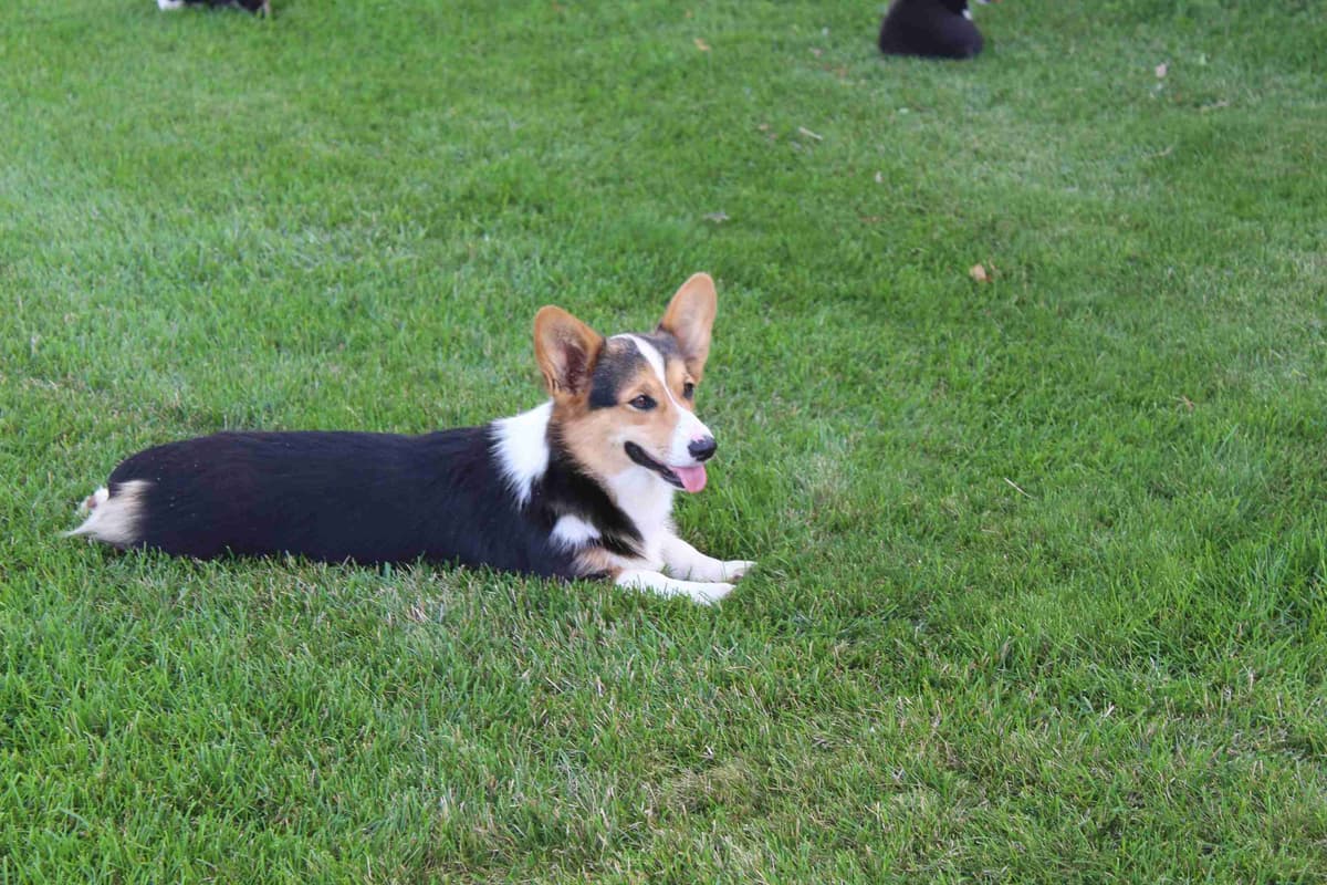 Pembroke Welsh Corgi Puppies breeder image 13