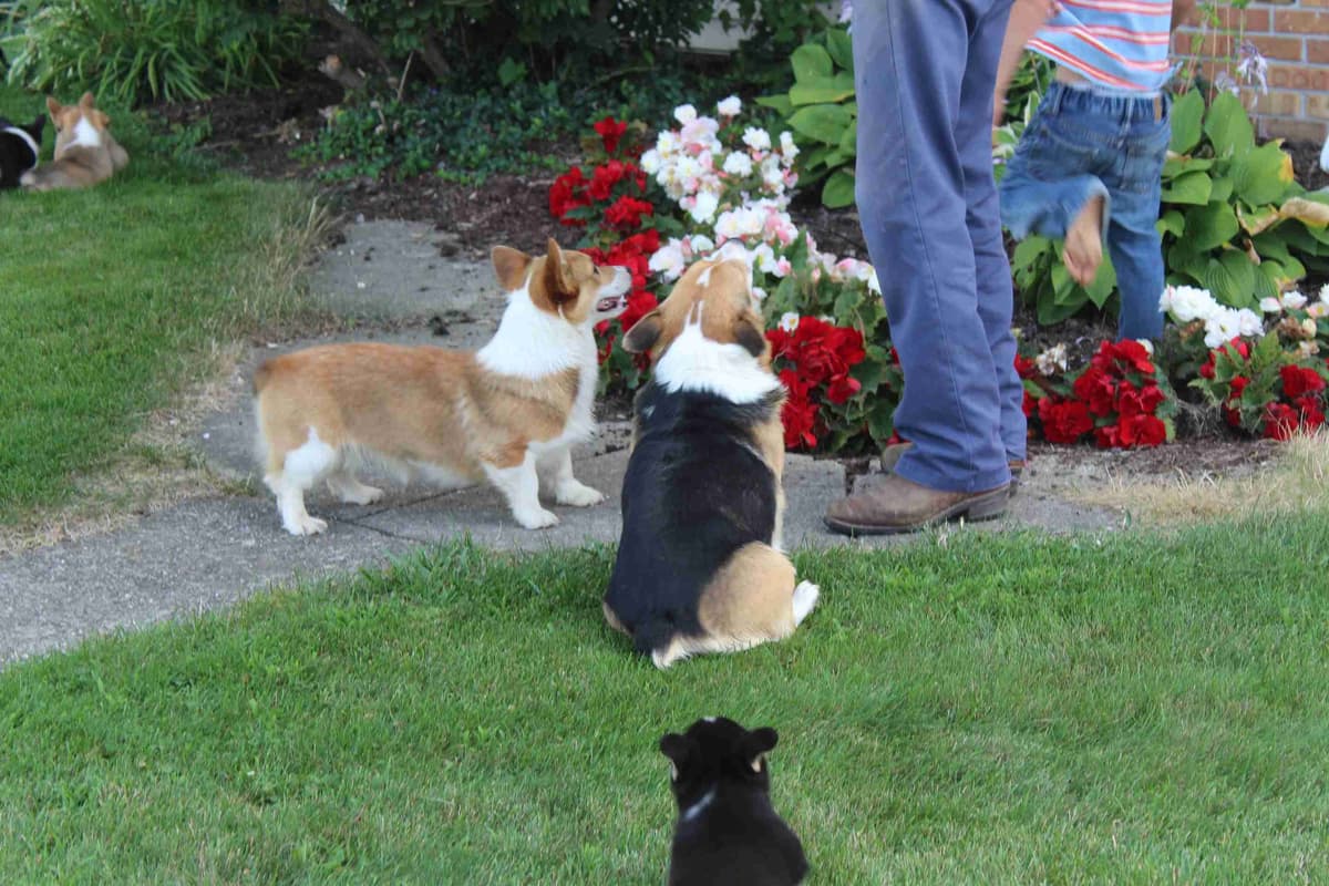 Pembroke Welsh Corgi Puppies breeder image 14