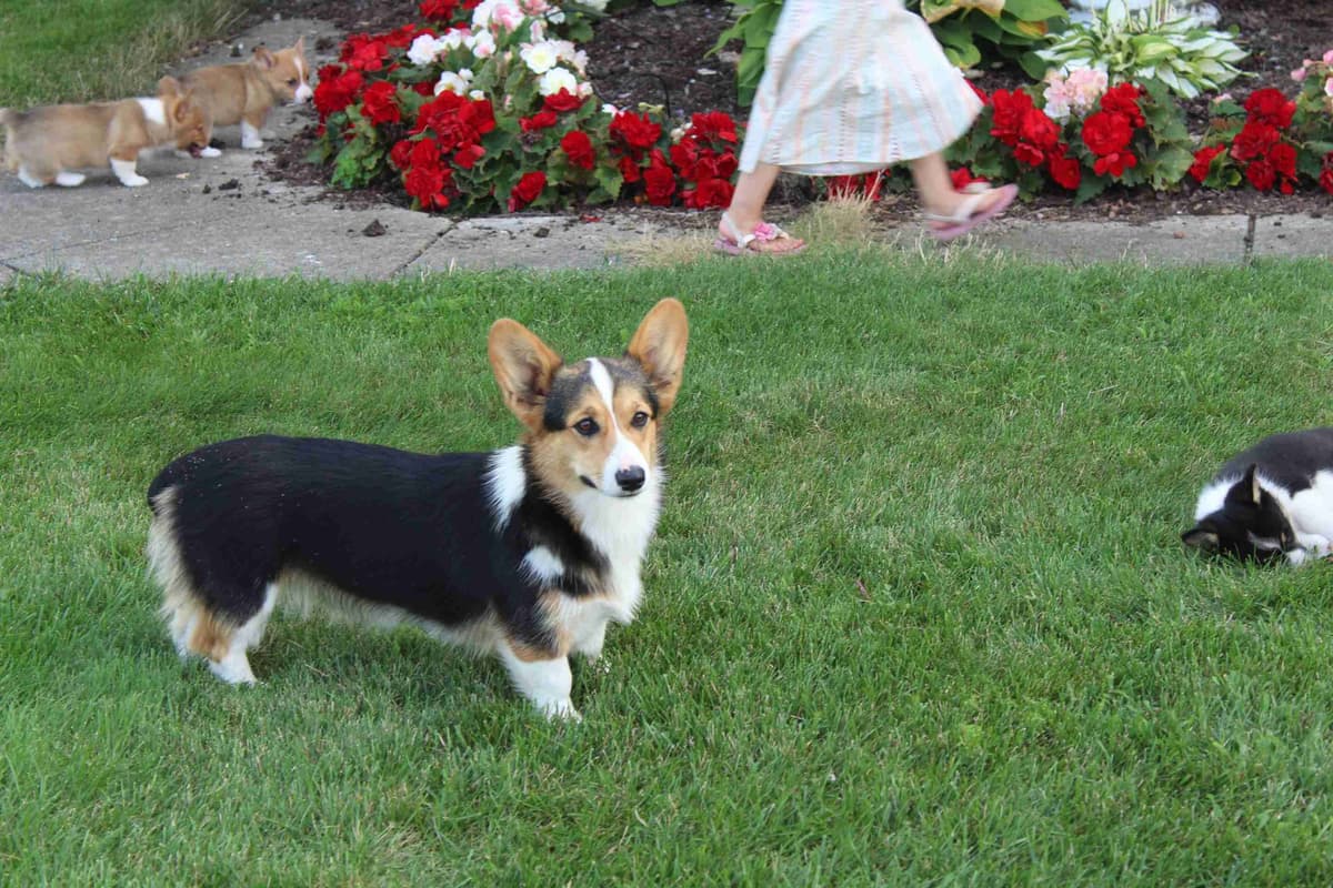 Pembroke Welsh Corgi Puppies breeder image 15
