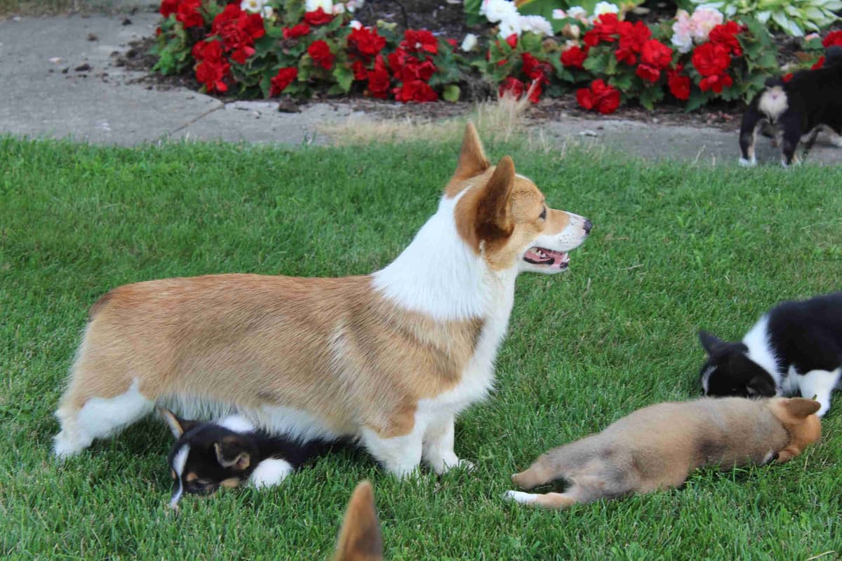Pembroke Welsh Corgi Puppies breeder image 16