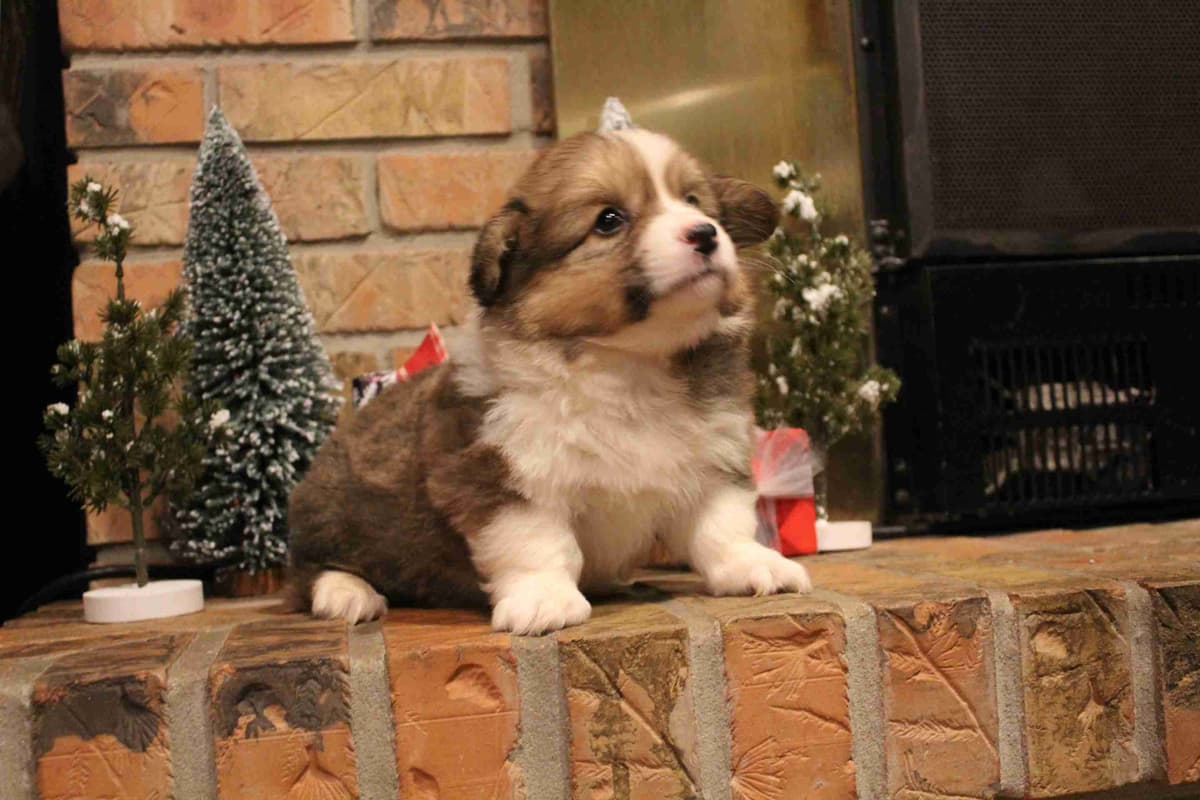 Pembroke Welsh Corgi Puppies breeder image 17