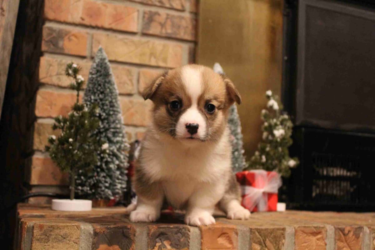 Pembroke Welsh Corgi Puppies breeder image 19