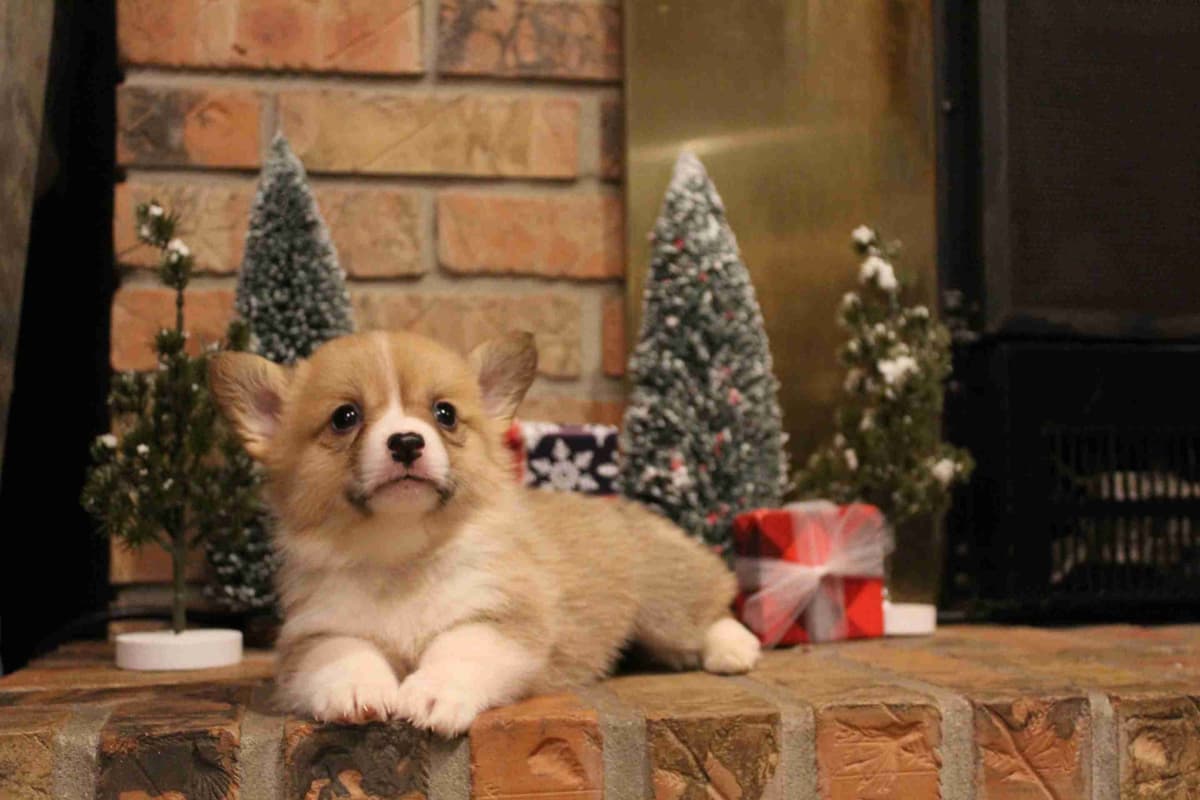 Pembroke Welsh Corgi Puppies breeder image 20