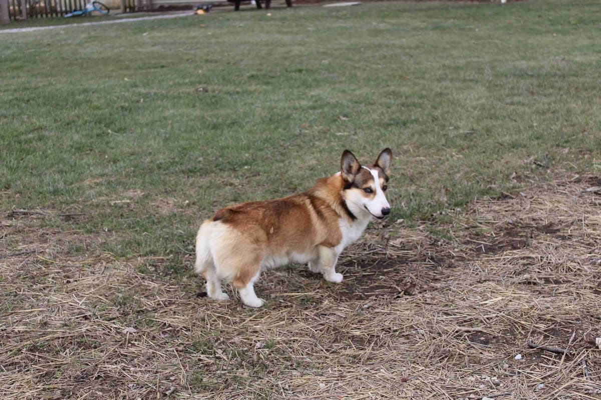 Pembroke Welsh Corgi Puppies breeder image 21