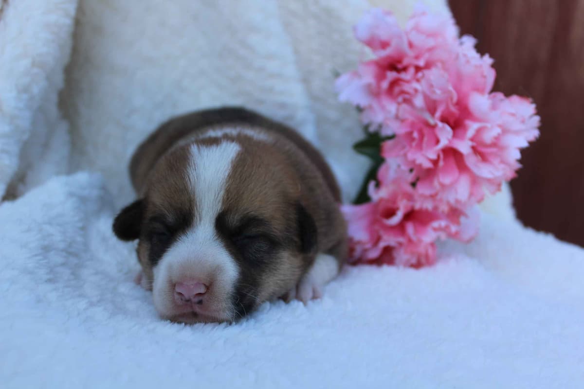 Pembroke Welsh Corgi Puppies breeder image 22