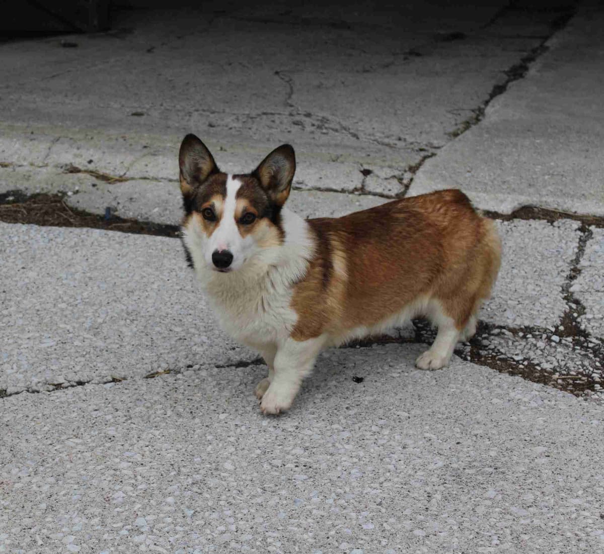 Pembroke Welsh Corgi Puppies breeder image 24