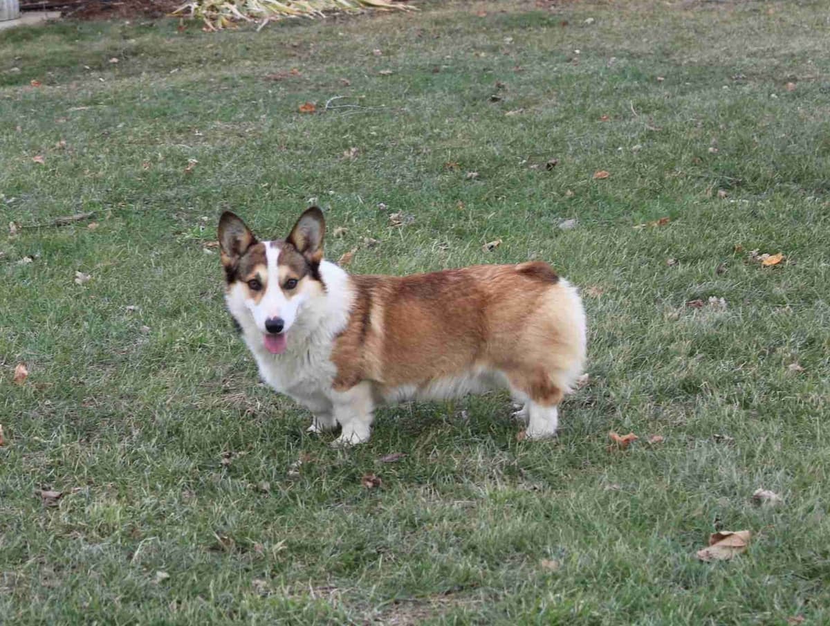Pembroke Welsh Corgi Puppies breeder image 25