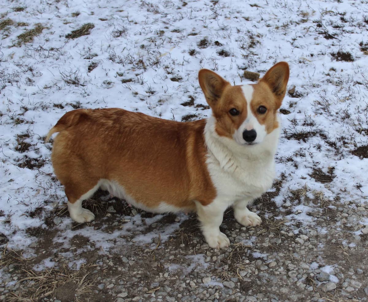Pembroke Welsh Corgi Puppies breeder image 27