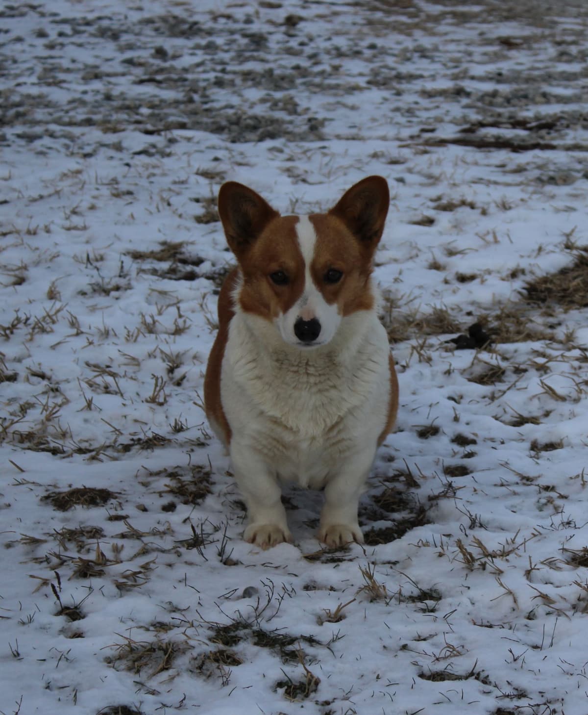Pembroke Welsh Corgi Puppies breeder image 28