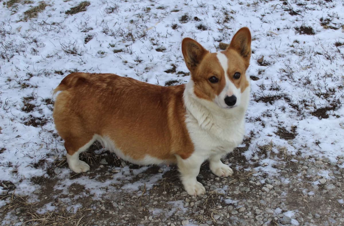 Pembroke Welsh Corgi Puppies breeder image 29