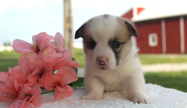 Pembroke Welsh Corgi Puppies media 13