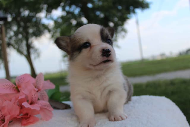 Pembroke Welsh Corgi Puppies media 17