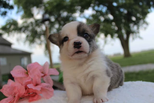 Pembroke Welsh Corgi Puppies media 18