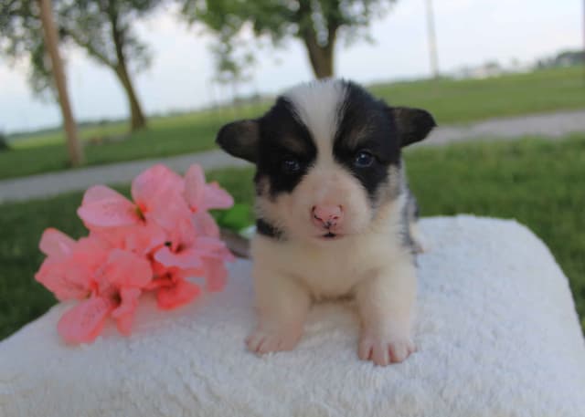 Pembroke Welsh Corgi Puppies media 19