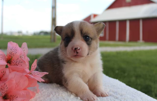 Pembroke Welsh Corgi Puppies media 20
