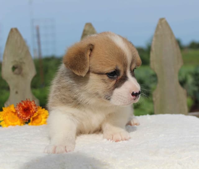 Pembroke Welsh Corgi Puppies media 22